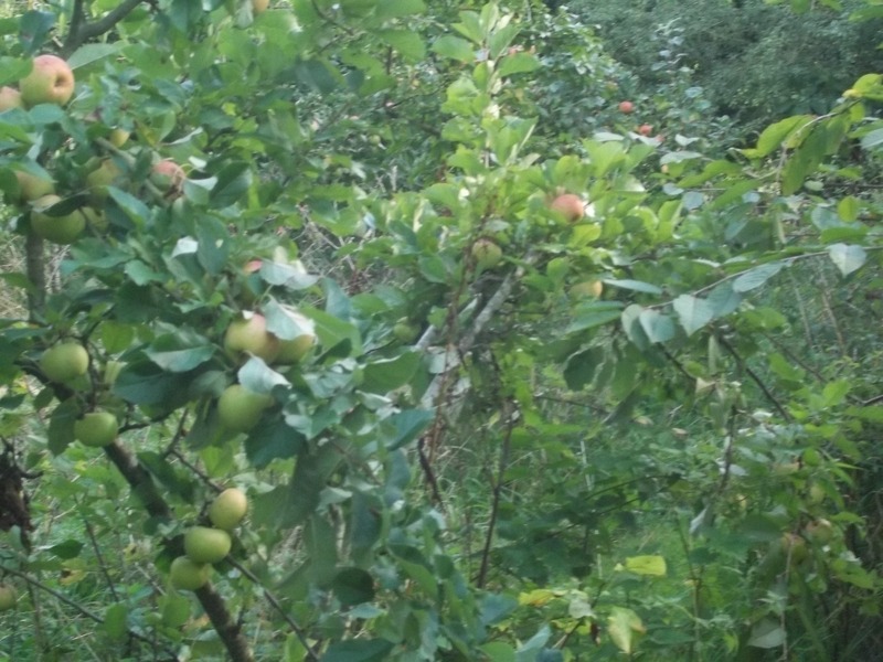 apples-4